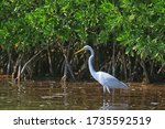 Heron Mangrove  Wildlife  White ...
