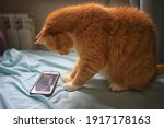 Cat Is Watching Smartphone ...