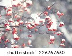 Red Berries Under Snow  Snow ...