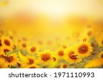 Beautiful field of blooming sunflowers against sunset golden light and blurry  soft ten sunflower field natural background