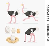 Ostrich And Ostrich Eggs On The ...