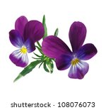 Two Violet Pansies With Leaves...