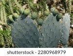 Opuntia robusta in a park