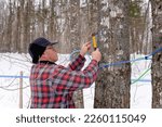 Small photo of Tapping maple tree or maple tree tapping using plastic tubing to collect sap in a sugarbush located in Quebec, Canada. Maple syrup producer. Collecting sap. How to.