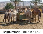 group of camels take a lunch... | Shutterstock . vector #1817454473