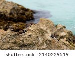 Rocky stone sea coast. Dominican Republic, Caribbean Sea. High quality photo