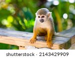 Small photo of Funny little saimiri monkey sits on a wooden fence in the jungle. Excursion to Monkey Land Zoo. High quality photo