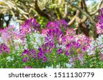 Cleome Hassleriana  Commonly...