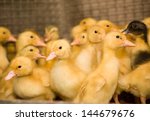 Poultry farm. ducklings