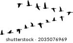V formation of birds, gooses flock