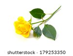 Yellow Rose-Rosa sp., This image is available for clipping work. 