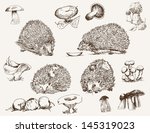 Hedgehog. Set Of Vector Sketches