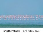 Pink Flamingo Birds Walking In...