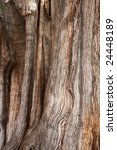Small photo of Bark of Tule tree - the stoutest tree in the world