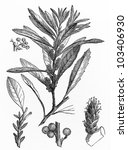 Small photo of Vintage 19th century drawing of a Myrica plant - Picture from Meyers Lexikon book (written in German language) published in 1908 Leipzig - Germany.