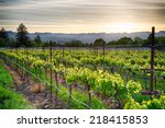 Sunset Over Vineyards In...