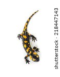 Fire Salamander On A White...