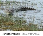 Small photo of A Mugger, Magar or Marsh crocodile in the shallows of a fresh water body in the Bundala National Park in Southern Sri Lanka