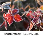 Frozen autumn blackberry leaves.
