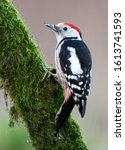 Middle spotted wodpecker (Dendrocoptes medius)