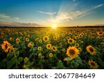 Beautiful Sunset Over Sunflower ...