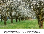 Spring day in blossoming orchard