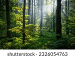 Small photo of Beautiful sunny morning in green forest
