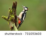 Great Spotted Woodpecker ...