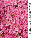 Pink Rhododendron Flowers Background - Rhododendron Obtusum aka Hiryu azalea
