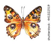 Butterfly  Buckeye Butterfly ...