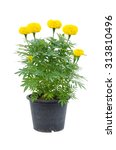 Marigold Flower In Pot Isolated ...