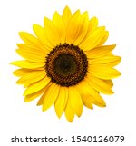 Sunflower flower isloted on a...