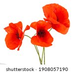 Red Poppy Flower Isolated On A...