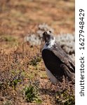 Small photo of Close up portrait of an Augur Buzzard (Buteo augur) stalking prey on the ground in Sanetti Plateau in Ethiopia