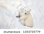 White Polar Bear Sitting On The ...