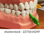 Small photo of Teeth educational model with example uf use of interdental brush between mandibular central incisor and lateral incisor.