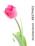 Isolated Pink Tulip   Spring...