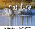 Herd Of White Horses Running...