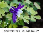 Small photo of Aquilegia vulgaris, European columbine or granny's nightcap white-blue flower close-up, selective focus