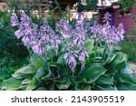 Small photo of Hosta mauve flowers in flowerbed. Hosta plantaginea or plantain lilies shade-loving garden Asparagaceae family, Agavoideae subfamily plant
