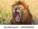 A male lion (Panthera Leo) yawning