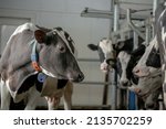 Small photo of Healthy dairy cows are fed fodder standing in a row of stables in the barn of a livestock farm, and a worker adds fodder to the animals on a blurred background. The concept of farming business and ani