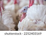 Turkey farm. turkey close up....
