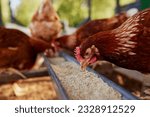 Chicken eats feed and grain at...