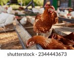 Chicken eats feed and grain at...