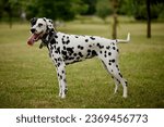Portrait of a dalmatian dog...