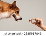Red corgi dog looks at a hand...