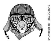 vintage image tiger for t shirt ... | Shutterstock . vector #561705643