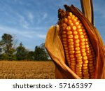 Harvest Season Corn