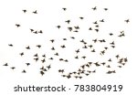 this is a birds flying.it is... | Shutterstock . vector #783804919